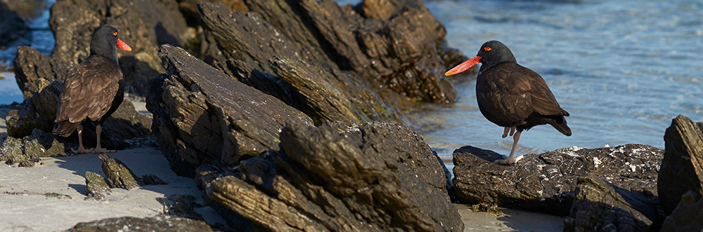 oystercatchers, Falkland Islands